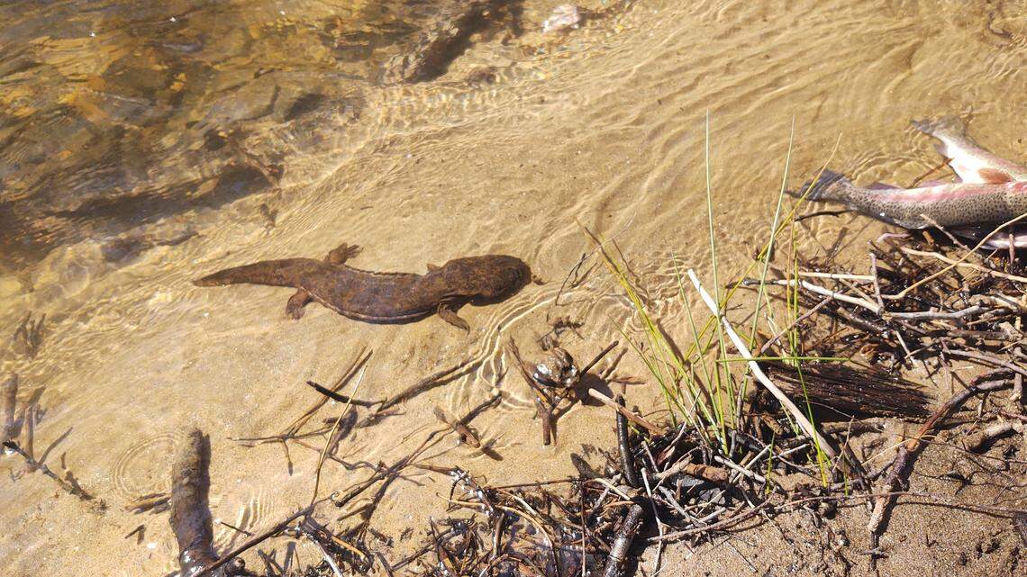 Georgia Wildlife Resources Division needs your help in tracking this rare amphibian, called the eastern hellbender.