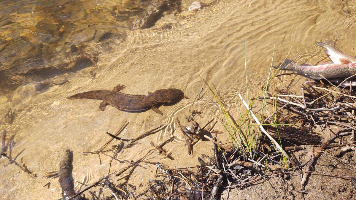 Georgia Wildlife Resources Division needs your help in tracking this rare amphibian, called the eastern hellbender.