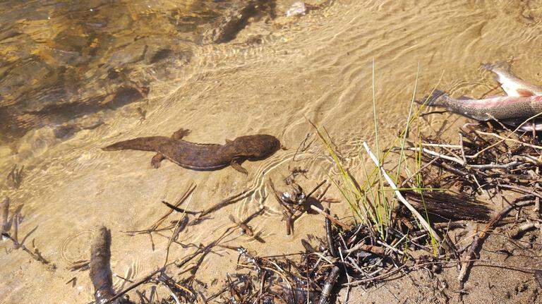 Georgia wildlife biologists need your help in tracking this rare amphibian. Here’s more.