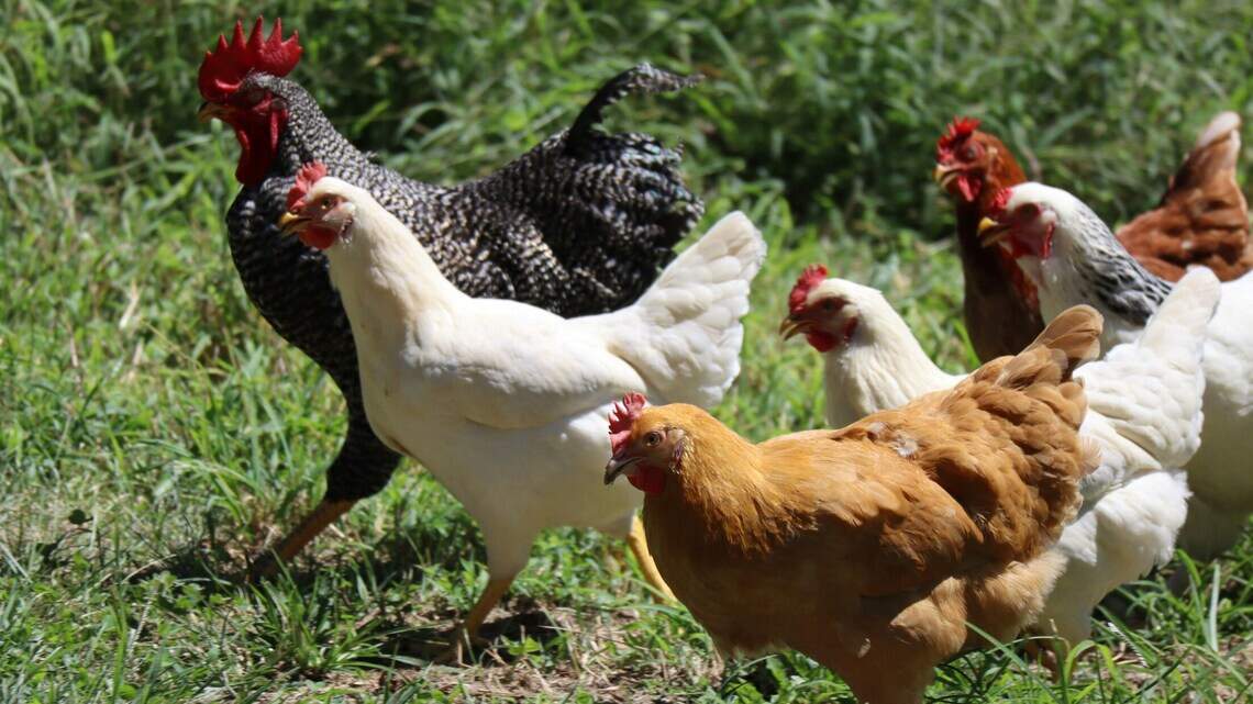 Bird flu is in NC. Are you at risk of catching it? What to know about causes & symptoms