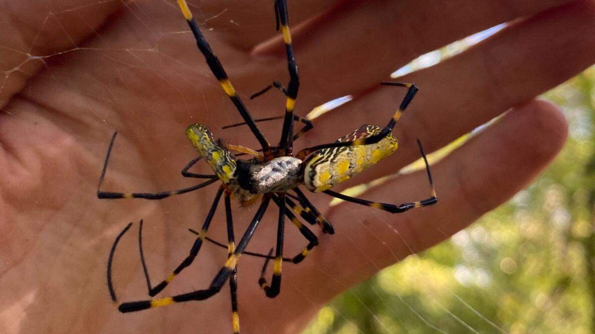 Joro spiders are one of many species found in South Carolina.
