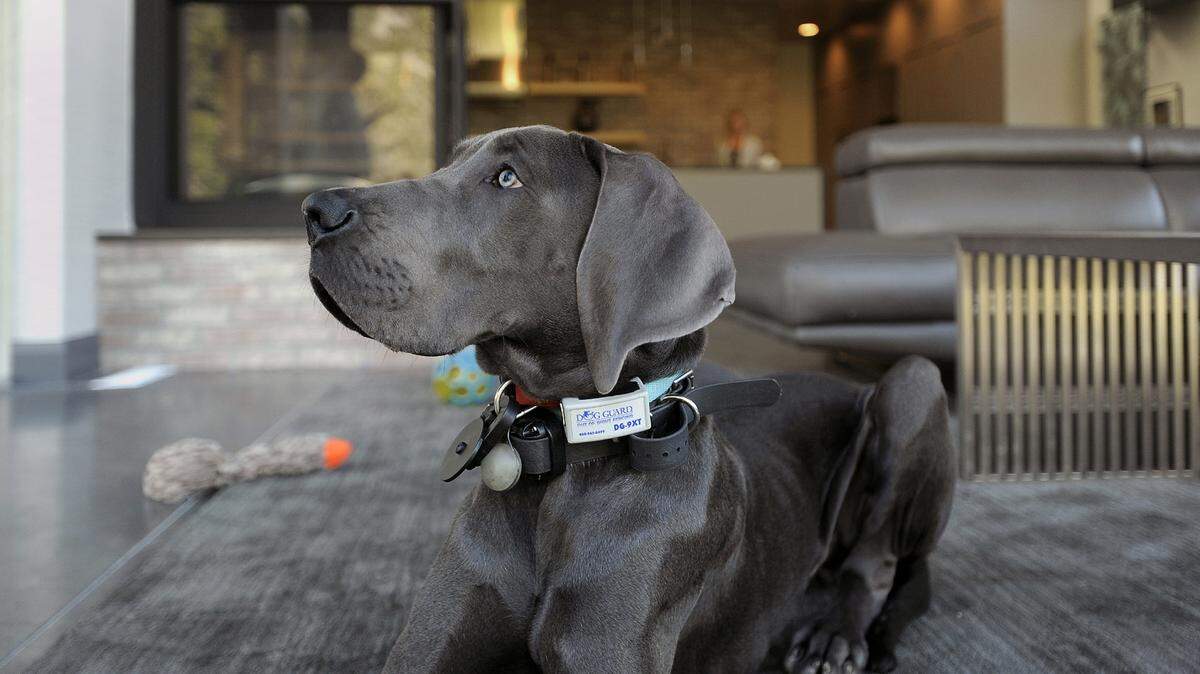 Great Danes really don't shed very much, but we picked these floors so any shedding would blend in," said owner Blaine Raddon.