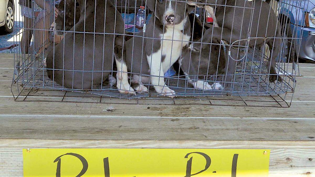 A.I. CARTER/THE TELEGRAPH 
 A vendor sells puppies at Smiley's Flea Market in 2013. Smiley's banned such sales about a month ago, the flea market's manager said.