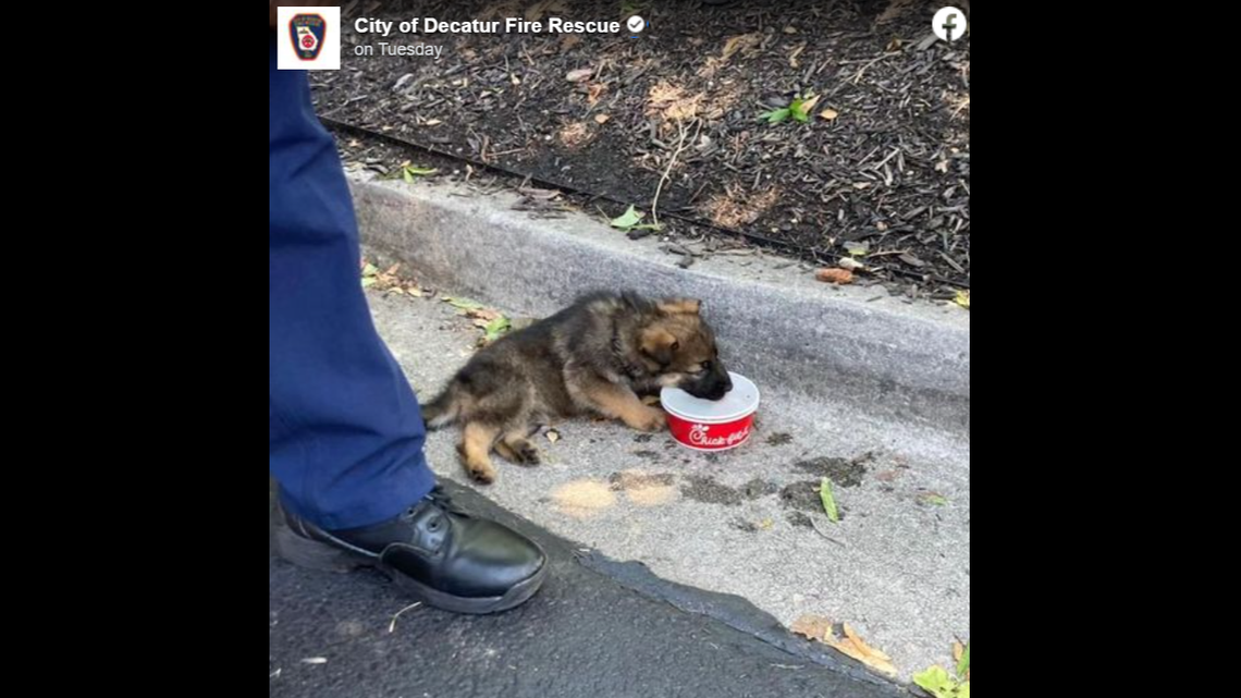 The cute dog was seen getting relief on a day when temperatures went into the 90s, Georgia officials said.
