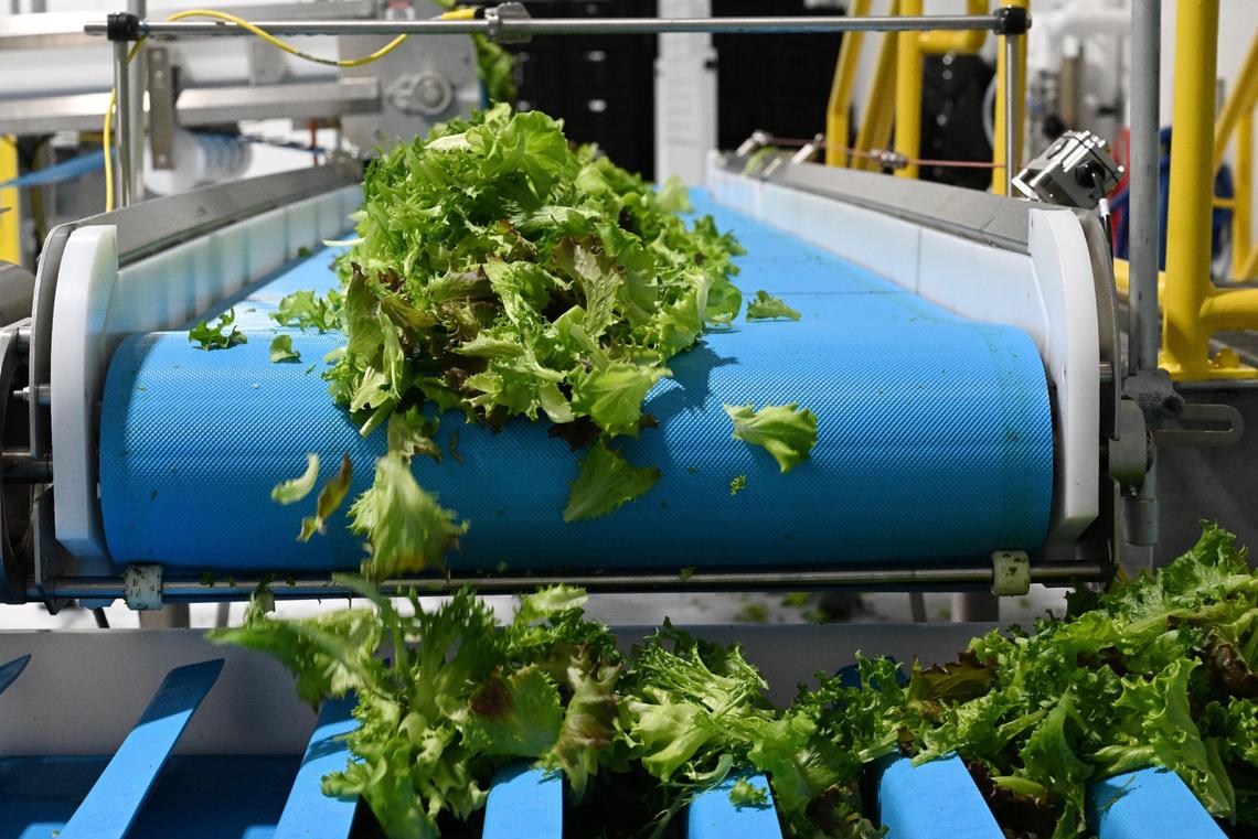 Lettuce falls from a conveyor belt after going through the harvesting room at the Brightfarms greenhouse on Thursday, June 5, 2025, in Macon, Georgia. The lettuce then heads to another room to be mechanically packaged and prepared to ship to grocery stores.