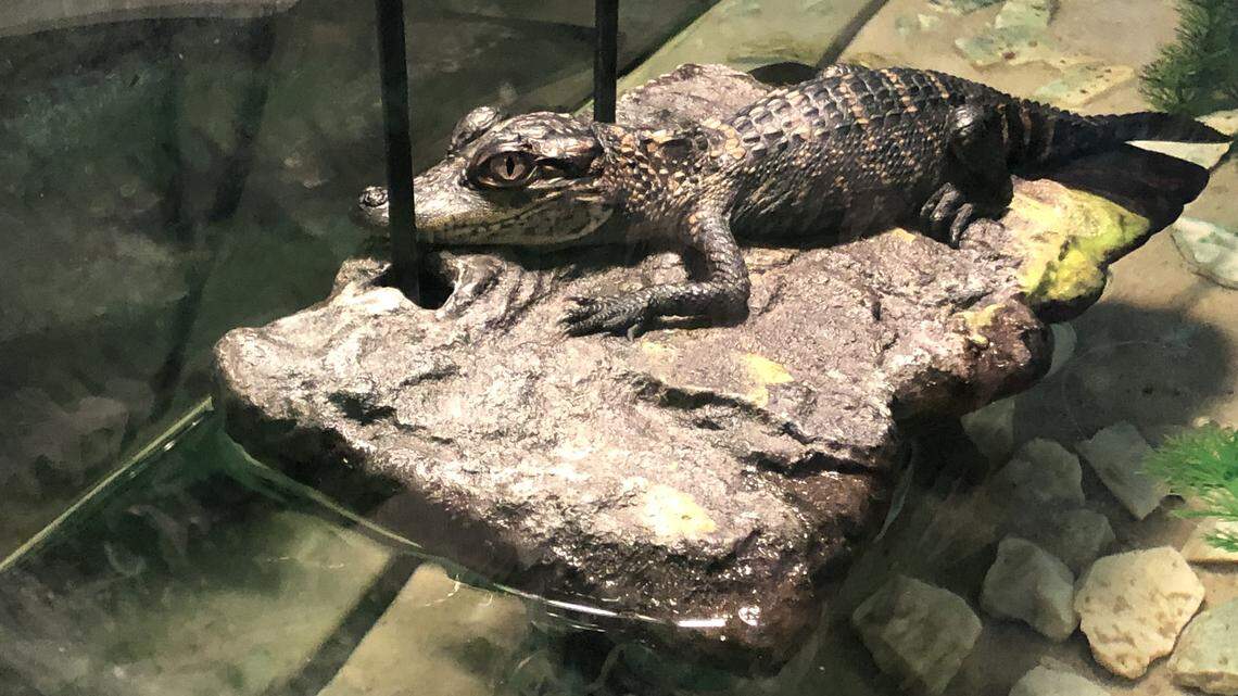 ‘Meth gators’ possible in wake of Alabama ‘attack squirrel,’ police pulling leg post online