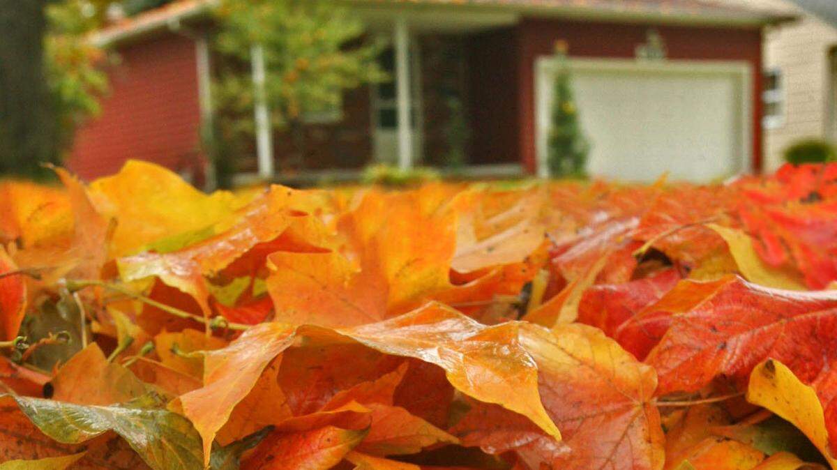 A pile of leaves can house over 100 species, including moths, beetles, salamanders, firefly larvae, and other beneficial insects that are essential for a healthy landscape.