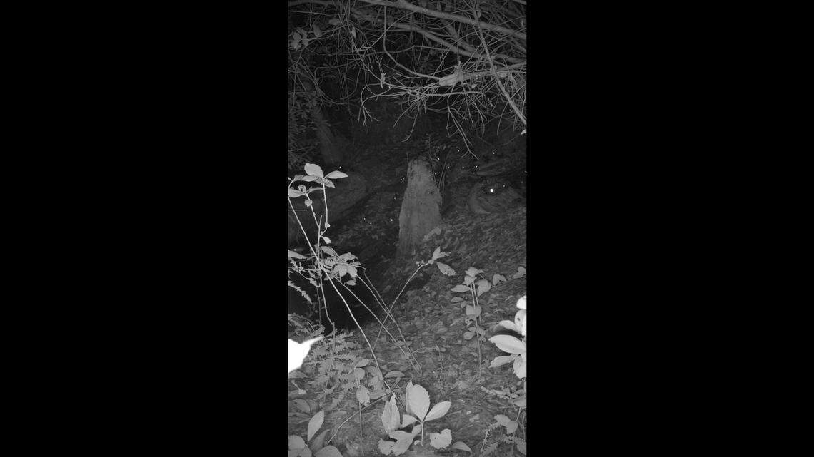 How many alligators do you see in this photo? It’s a mom and her babies and you need to count the glowing eyes.