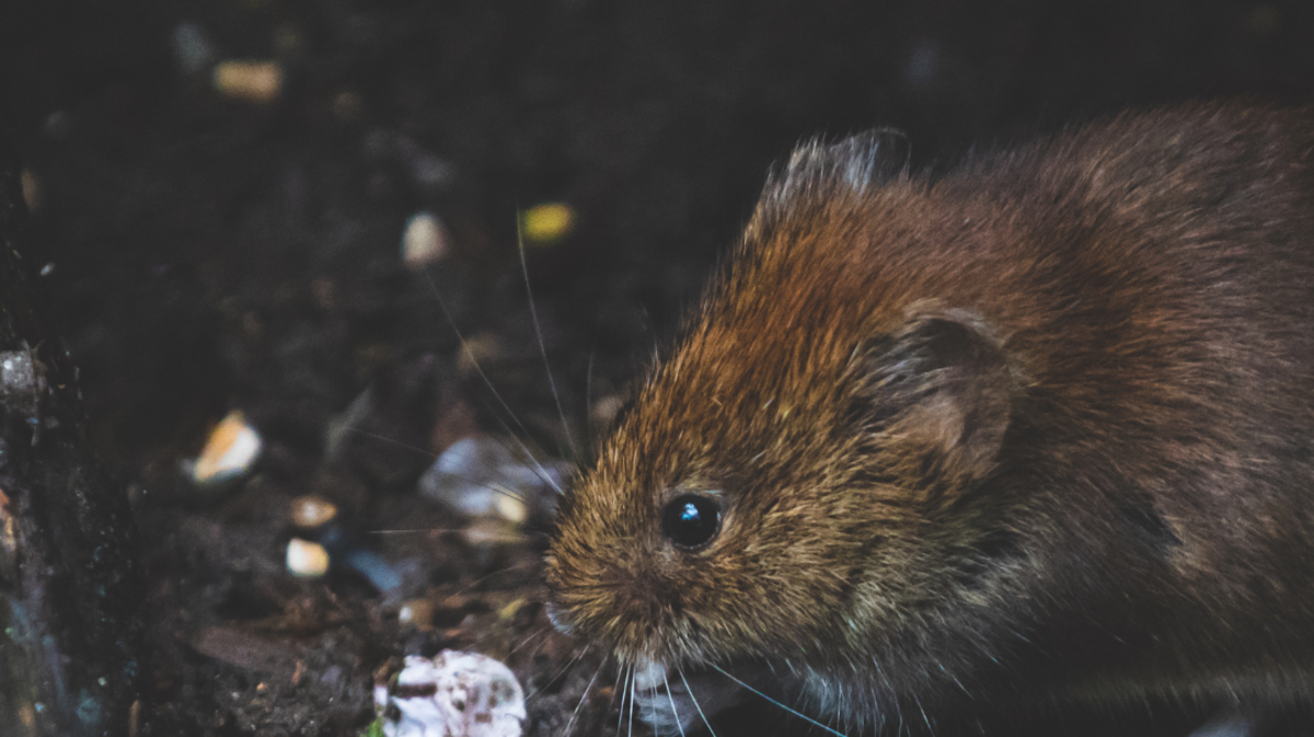 A rodent invasion of South Carolina homes is brewing | The State