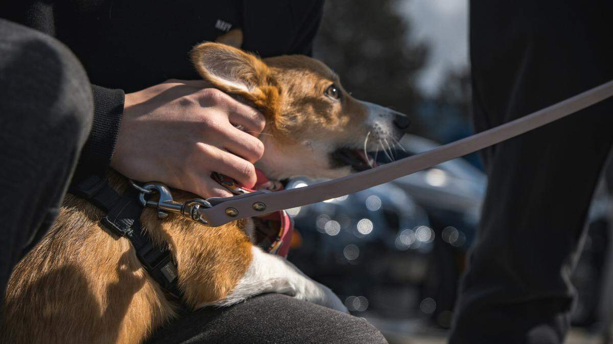 One of Georgia’s newest bills adds protections against the immoral sale and breeding of dogs, effectively combating Georgia’s reputation as a top 10 state for animal abuse.