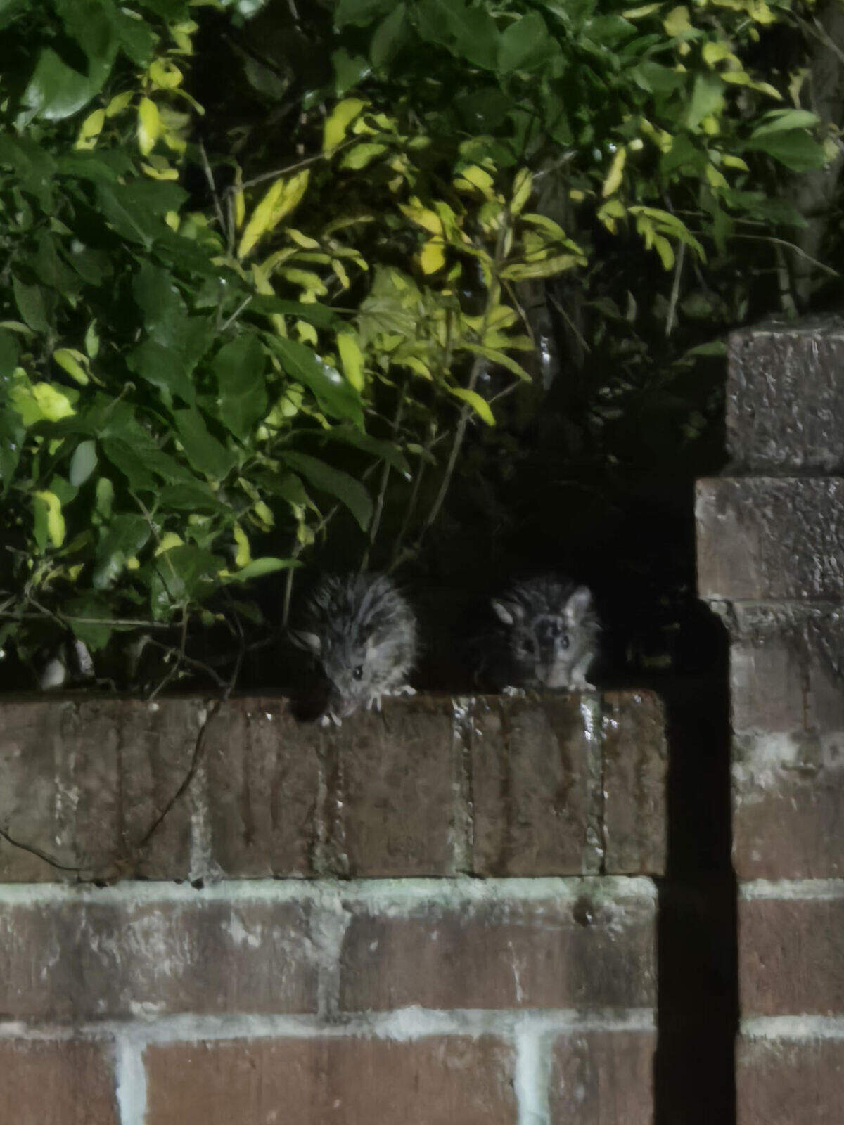 Helen Jones snapped this photo of rats on a brick fence separating the property she rents from her next-door neighbor’s home that’s been condemned and expected to be demolished because of a severe rate infestation.