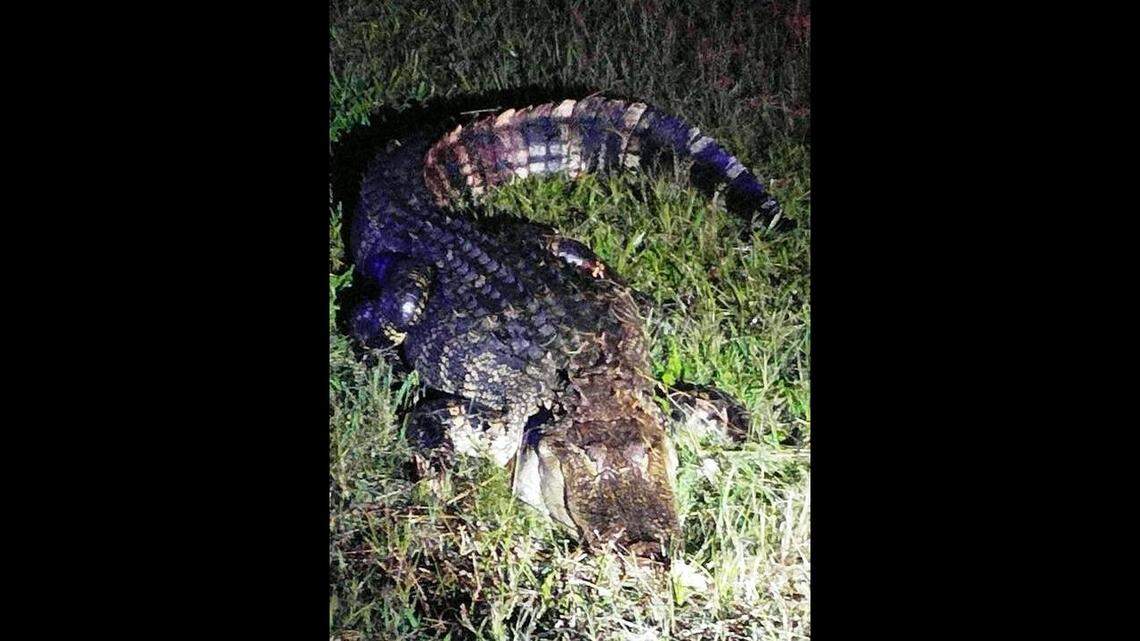 Houston County firefighters were dispatched late Friday night to safely guide this alligator out of the roadway on Ga. 247 near North Davis Drive. The Georgia Department of Natural Resources took over from there to make sure the alligator was safely relocated, the Houston County Fire Department posted on Facebook. This photo was cropped