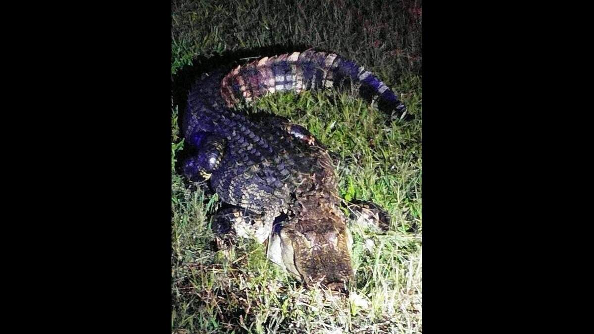Houston County firefighters were dispatched late Friday night to safely guide this alligator out of the roadway on Ga. 247 near North Davis Drive. The Georgia Department of Natural Resources took over from there to make sure the alligator was safely relocated, the Houston County Fire Department posted on Facebook. This photo was cropped