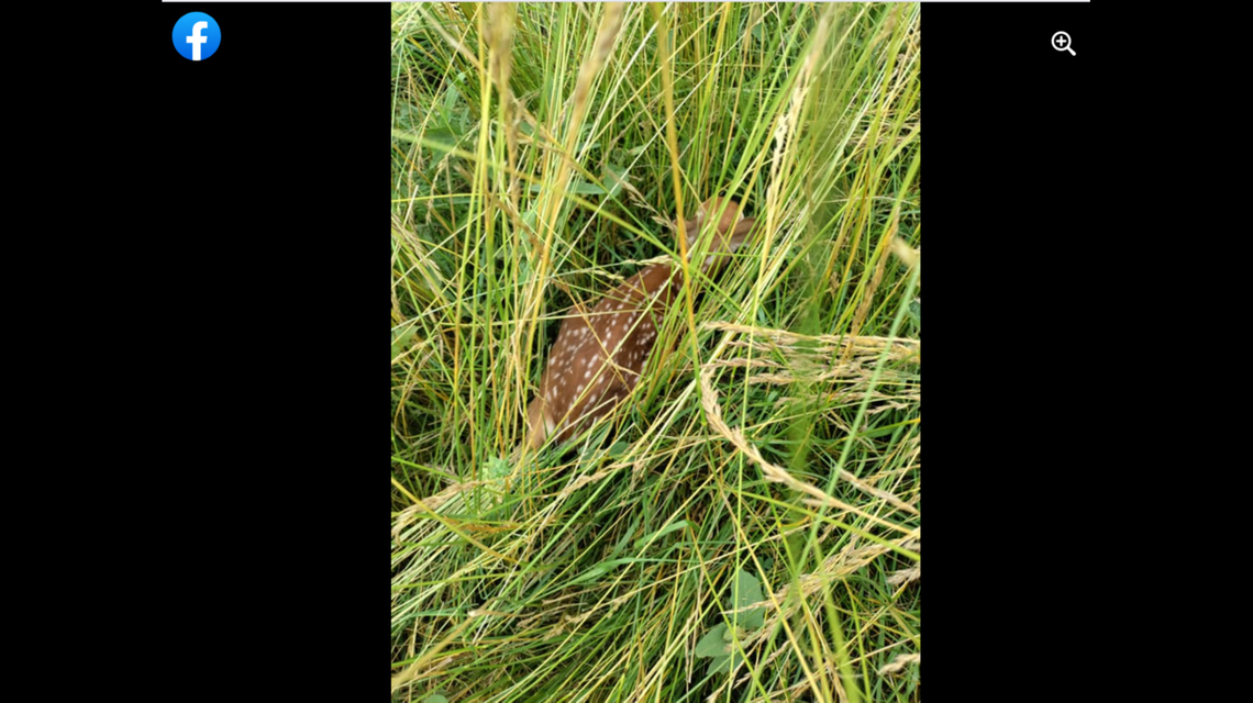 A fawn lay hidden in a Georgia farmer’s field as he was cutting hay and narrowly avoided disaster.