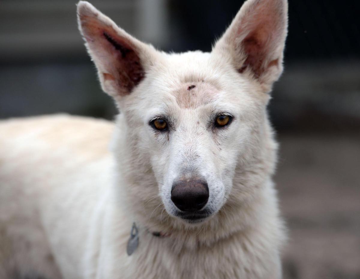 BEAU CABELL/THE TELEGRAPH Macon, Ga., 01/14/2019: One of the German shepherd dogs rescued from a breeder in Metter where about 50 dogs were taken by authorities last year. Middle Georgia animal rescue group Critical Care for Animal Angels rescued 50 of the dogs--one died--and is hoping to bring the dogs back to good health so they can place them in new homes. This dog is recovering from wounds to the head and ear suffered by fights with other dogs.
