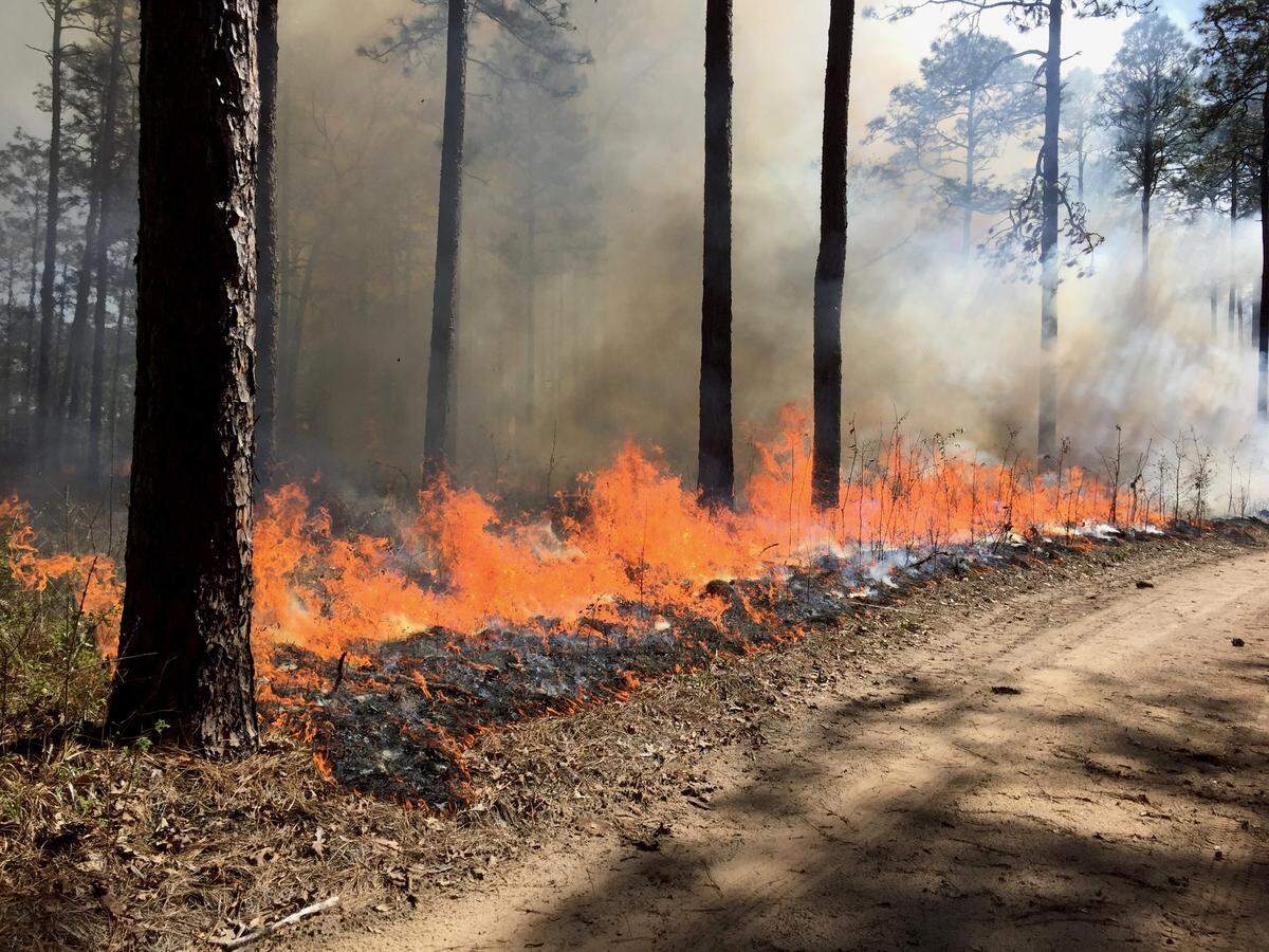 “If I mess up one time – one time, in the right way – that’s, you know, it’s career ending,” said Mark Melvin during a prescribed burn at the Joseph W. Jones Center at Ichauway Plantation in southwest Georgia on March 6, 2019.