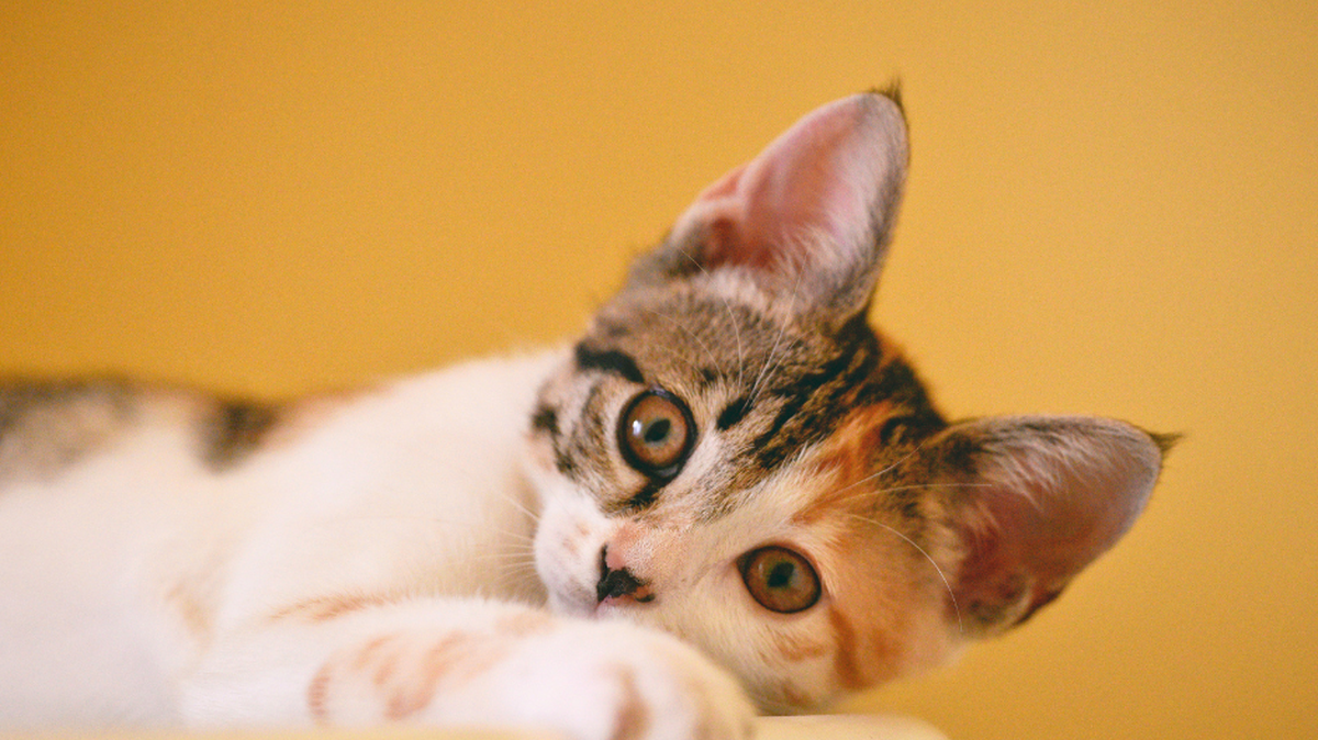 Vote for the cutest cat