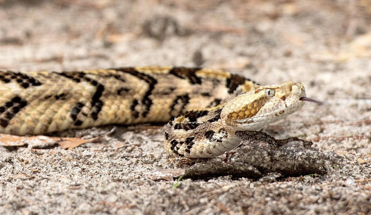 A timber rattlesnake slithers across the ground. The snakes are one of six venomous snakes found in Mississippi.