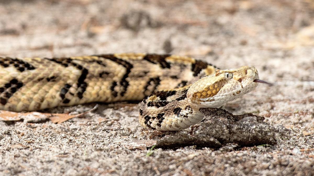 Around 7,000 rattlesnake bites are reported each year in the U.S.