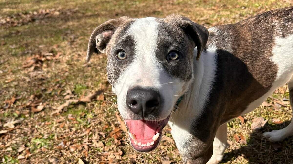 A five or six-month-old puppy named Brody was the only survivor after a shooting left eight other dogs dead on Christmas Day 2024, according to the Houston County Sheriff’s Office and Paws in Middle Georgia.