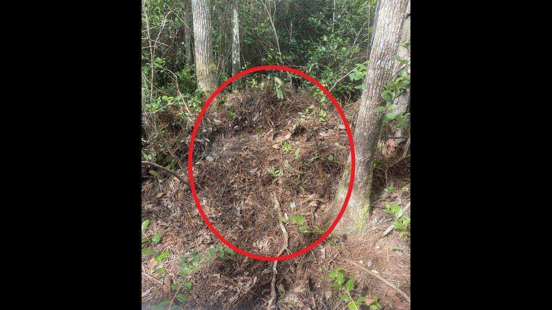 This is what a newly made alligator nest looks like.