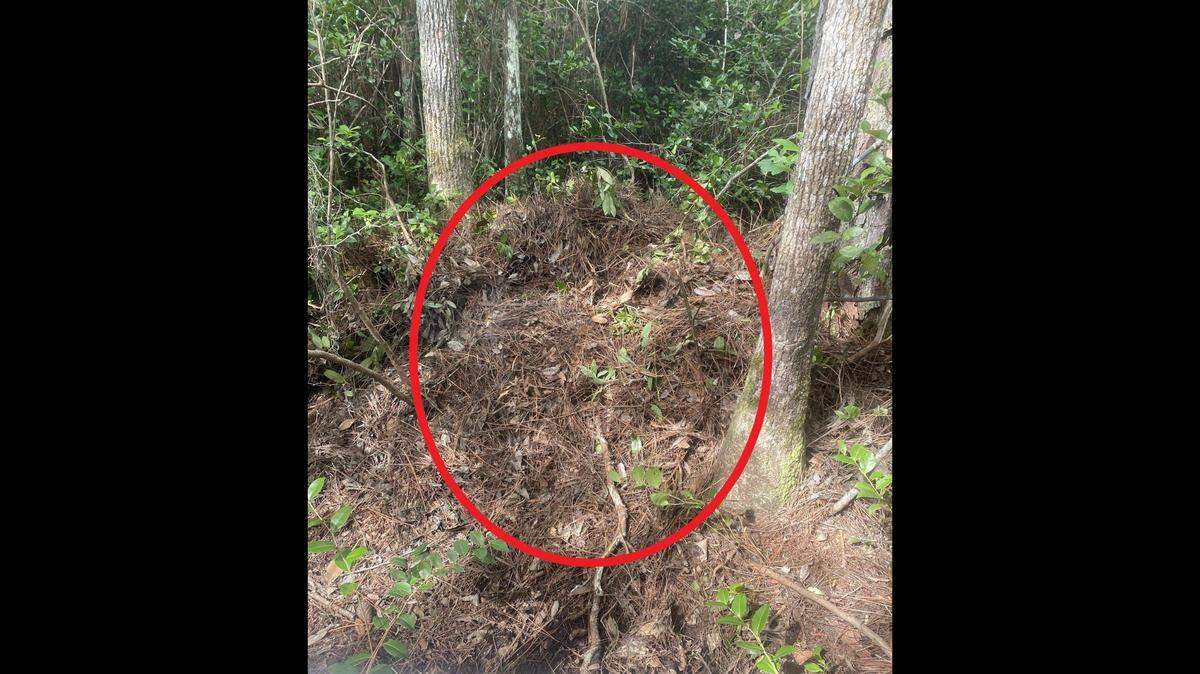 This is what a newly made alligator nest looks like.