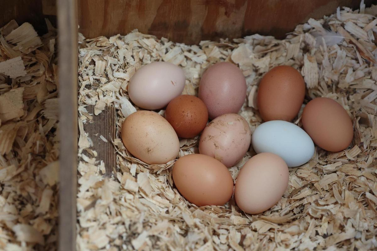 Eggs laid that day sit in one of two hen houses at Grace Farms of Middle Georgia on Friday, Feb. 7, 2025, in Fort Valley, Georgia. Since the most recent outbreak in bird flu, Grace Farms of Middle Georgia experienced an uptick in egg sales. The farm tries to keep 20-30 dozen eggs stocked at a time and now they only had a couple dozen available for purchase.