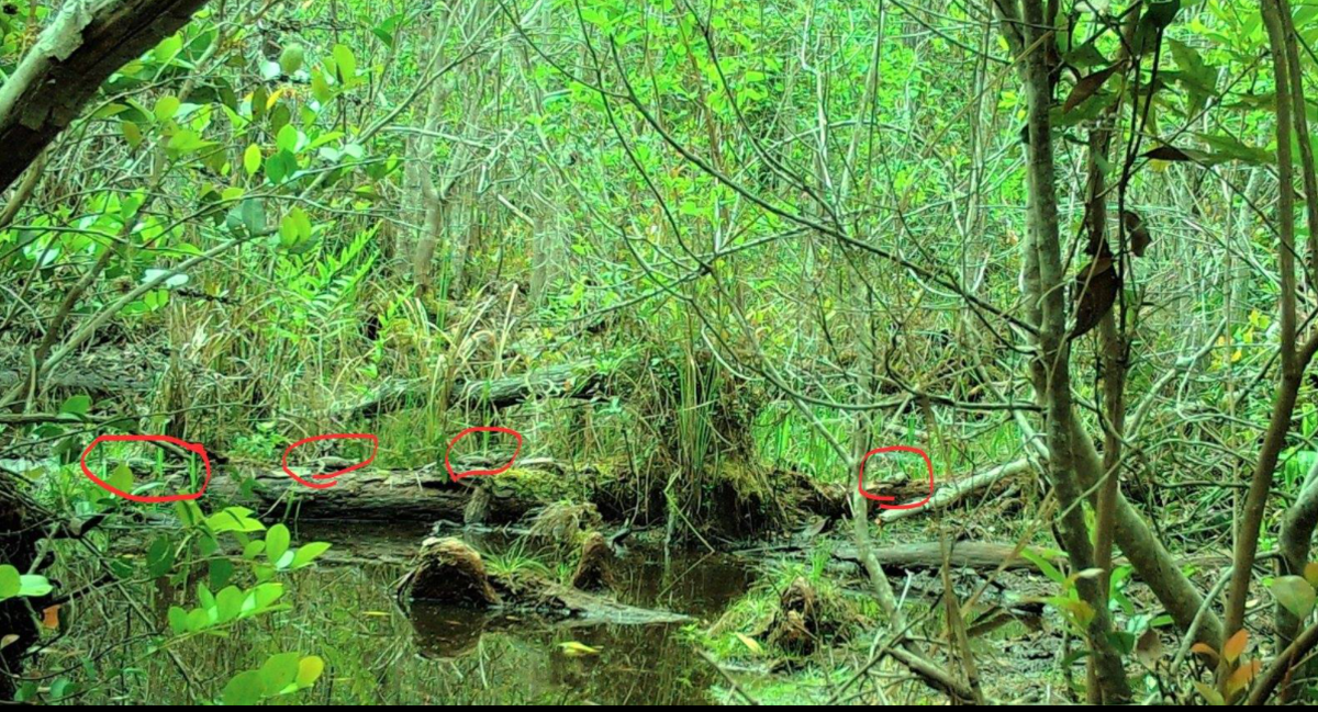 Red circles show where the baby gators are in the swamp photo.