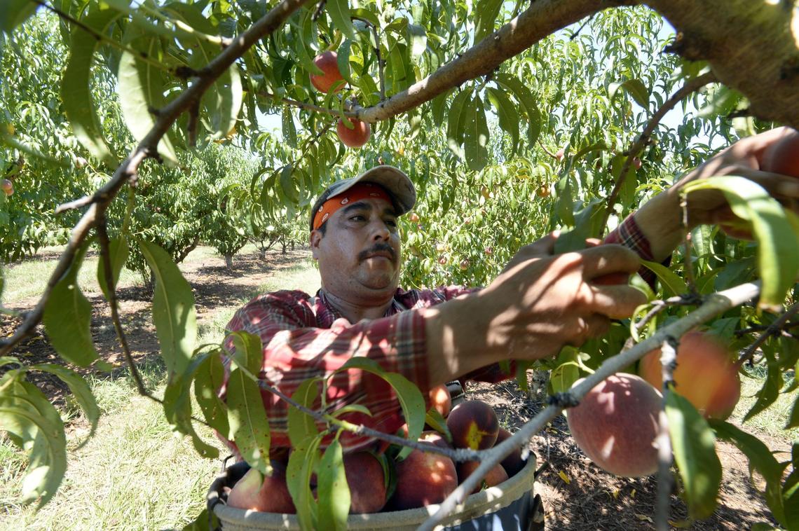Armadon Rubio Garcia, picks peaches at Dickey Farms where he and others from Mexico are helping with the harvest of a bumper crop.