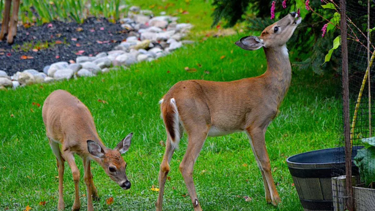 How to keep deer out of your garden.