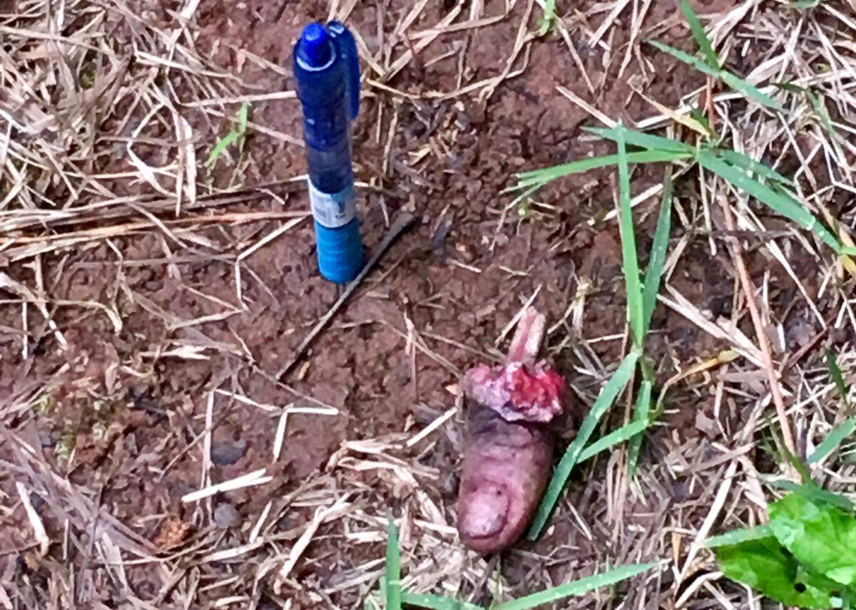 A police photograph of a strange thumb found Monday on Phoenix Drive near Lake Oconee in Putnam County.