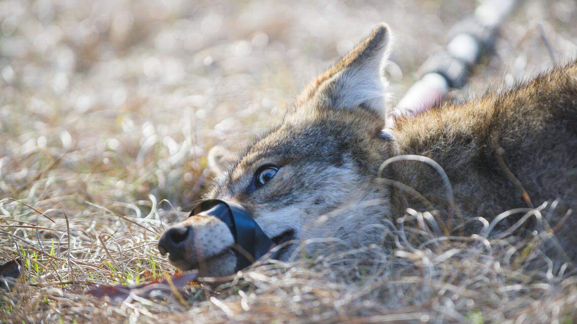 A coyote trapped near Augusta that was part of a University of Georgia research project.