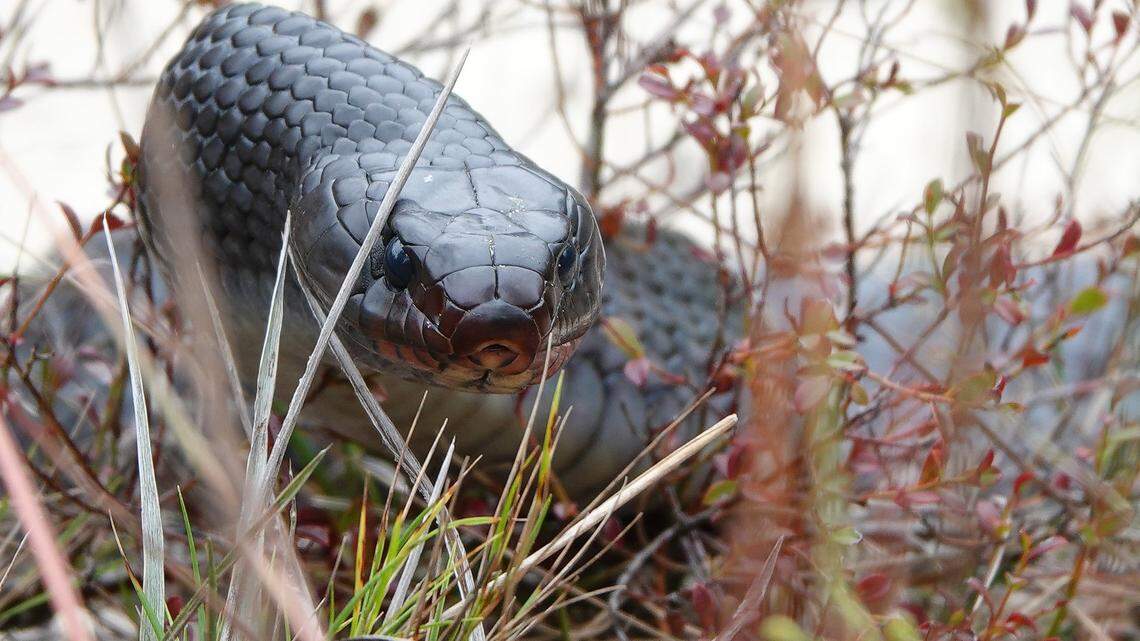 An adult Eastern indigo snake, the longest native snake in North America. It reaches lengths of 7-9 feet.
