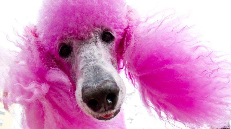 Cherry Blossom Festival draws big crowds to Third Street Park