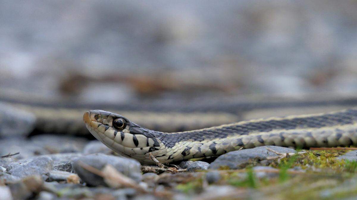 With 47 species of snakes in Georgia, its common to spot them in forests, woods, and occasionally indoors.