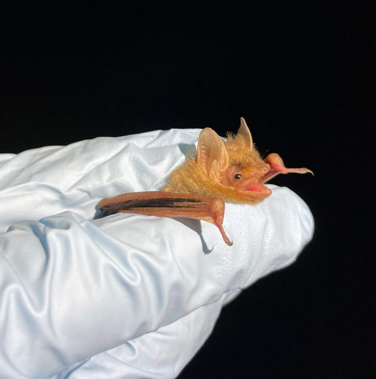 Because caves are scarce in Middle Georgia, tricolored bats here often hibernate in highway drainage culverts — meaning GDOT infrastructure is literally bat habitat, according to a 2024 study by Georgia Southern University researchers published in the journal “Animals.”