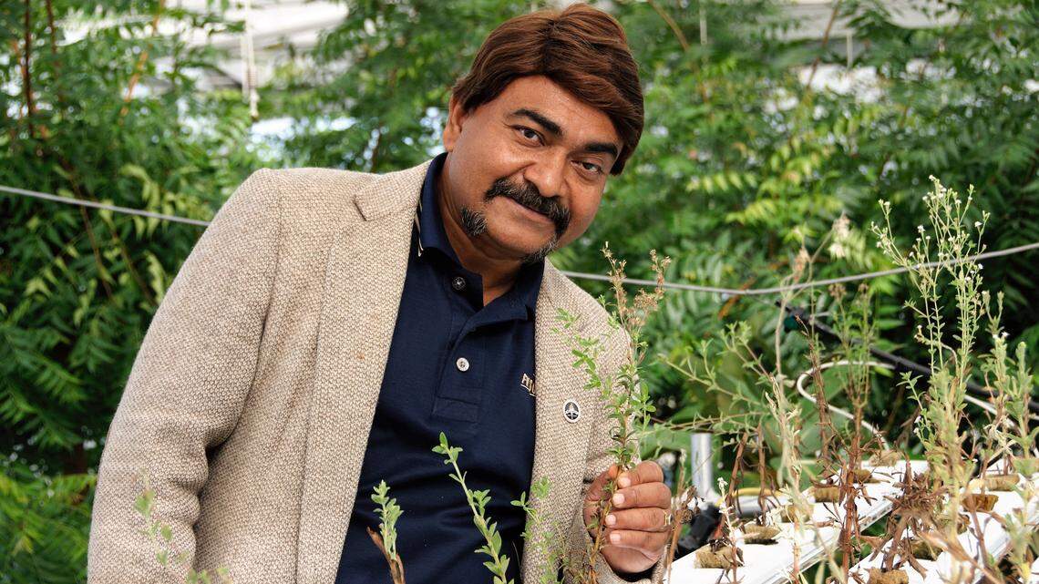 Bipul Biswas, an assistant professor of plant science at Fort Valley State University, will receive $345,406 from a $3.2 million grant to study stevia and its potential as a staple crop in the United States.