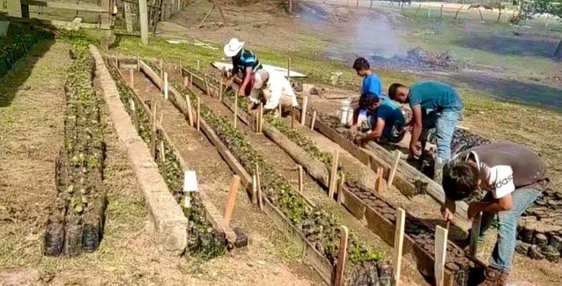 Emmanuel Orphanage youth learning “all the ways of coffee” as they plant coffee crops on the orphanage compound in Guaimaca, Honduras.