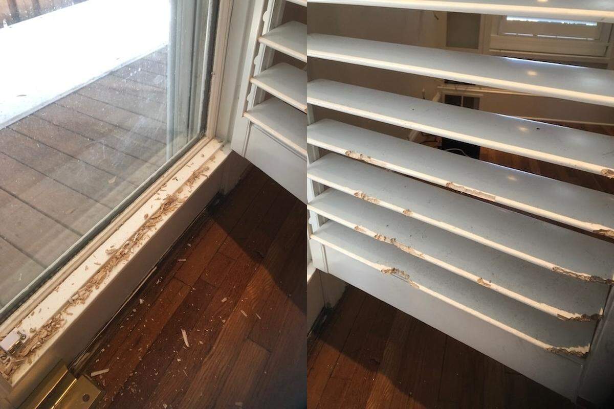 A squirrel caused thousands in damage to a Georgia house, a homeowner says.