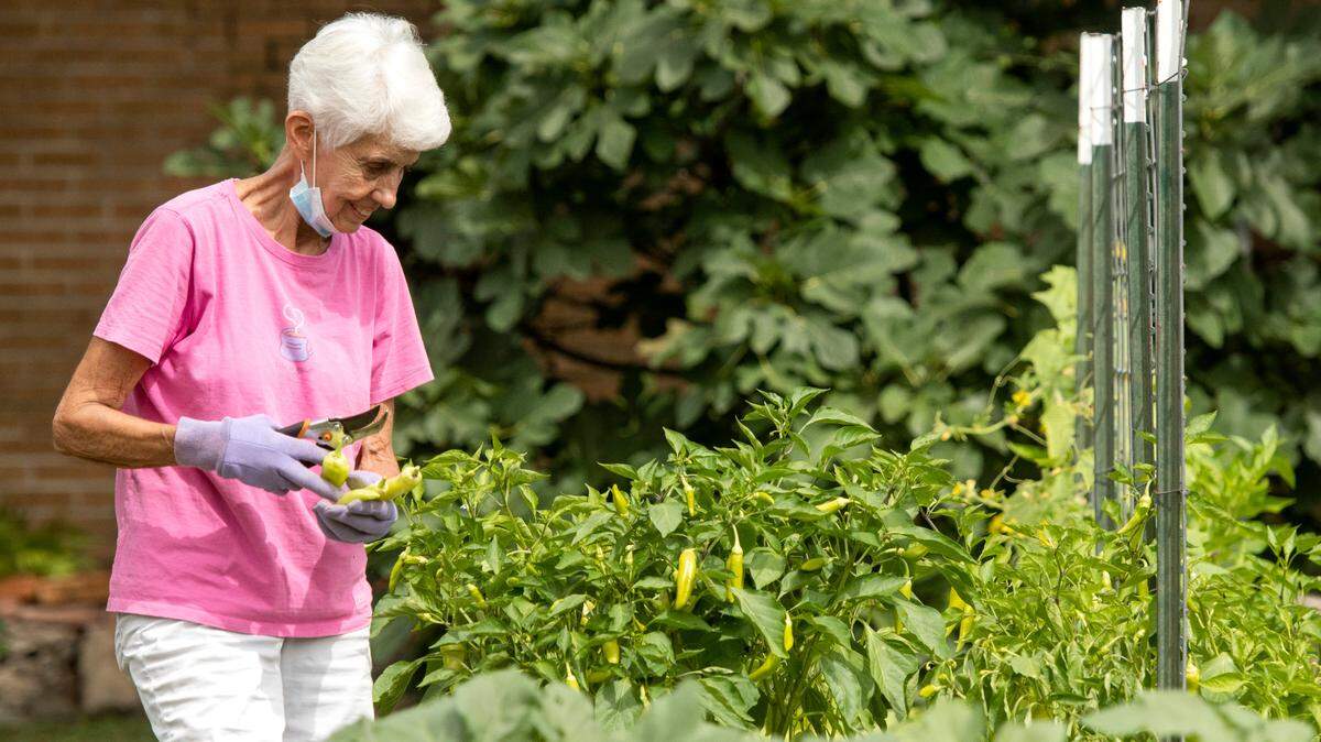 JASON VORHEES/THE TELEGRAPH Macon, GA, 06262020 Jane Moore picks banana peppers Friday at the Mulberry Street United Methodist Church Outreach Garden. The produce from the garden goes to the Church’s food pantry.