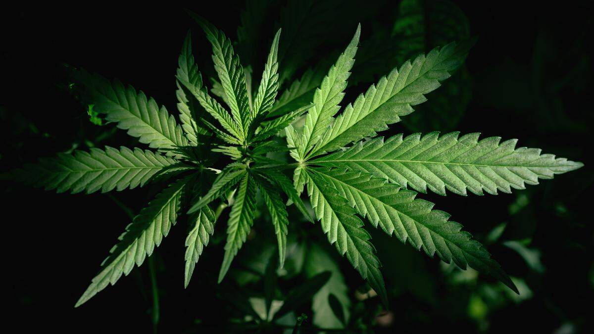 Kentucky is still debating the legalization of medical marijuana Getty Images | Royalty Free