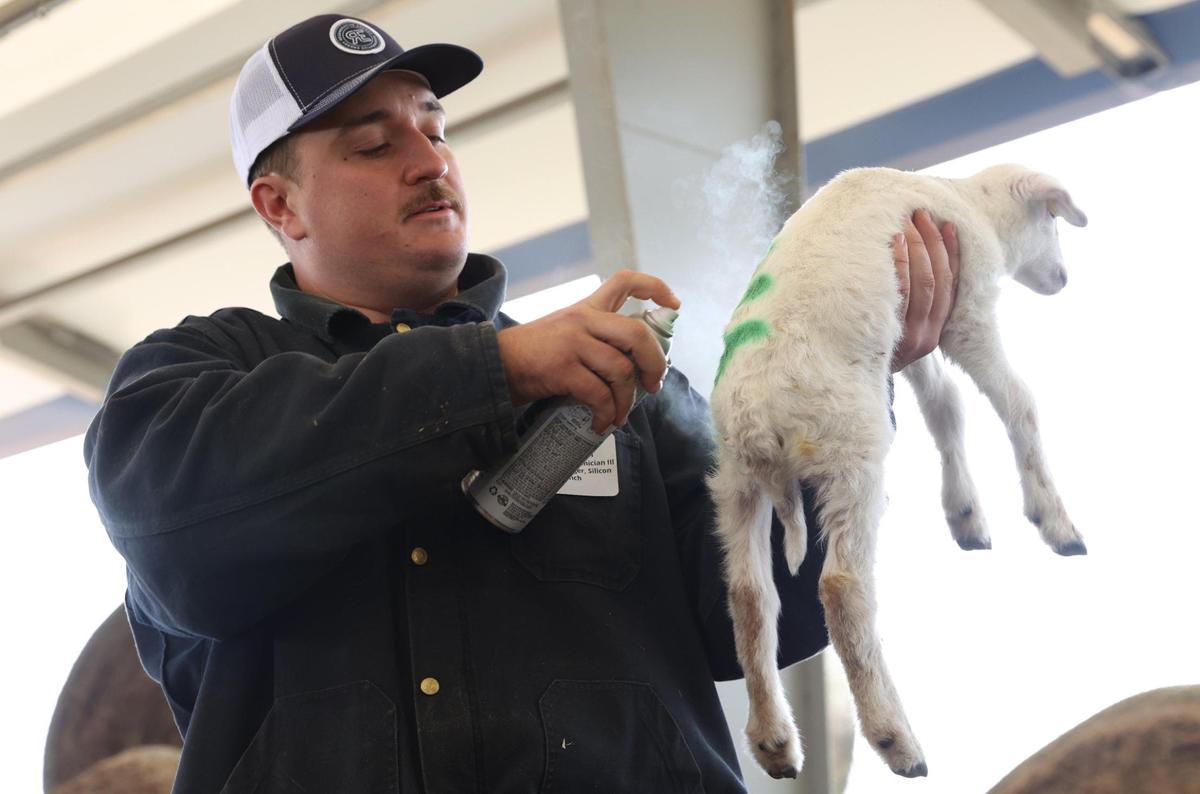 Houston Solar Project ranch manager Jack Mason spray paints the pen number on the back of a newborn lamb on Wednesday, Feb. 12, 2025, in Elko, Georgia. Silicon Ranch breeds its own sheep to enhance parasite resistance and to adapt to the climate in the southeast. Their total sheep flock has grown into the thousands, making it one of the largest in Georgia.