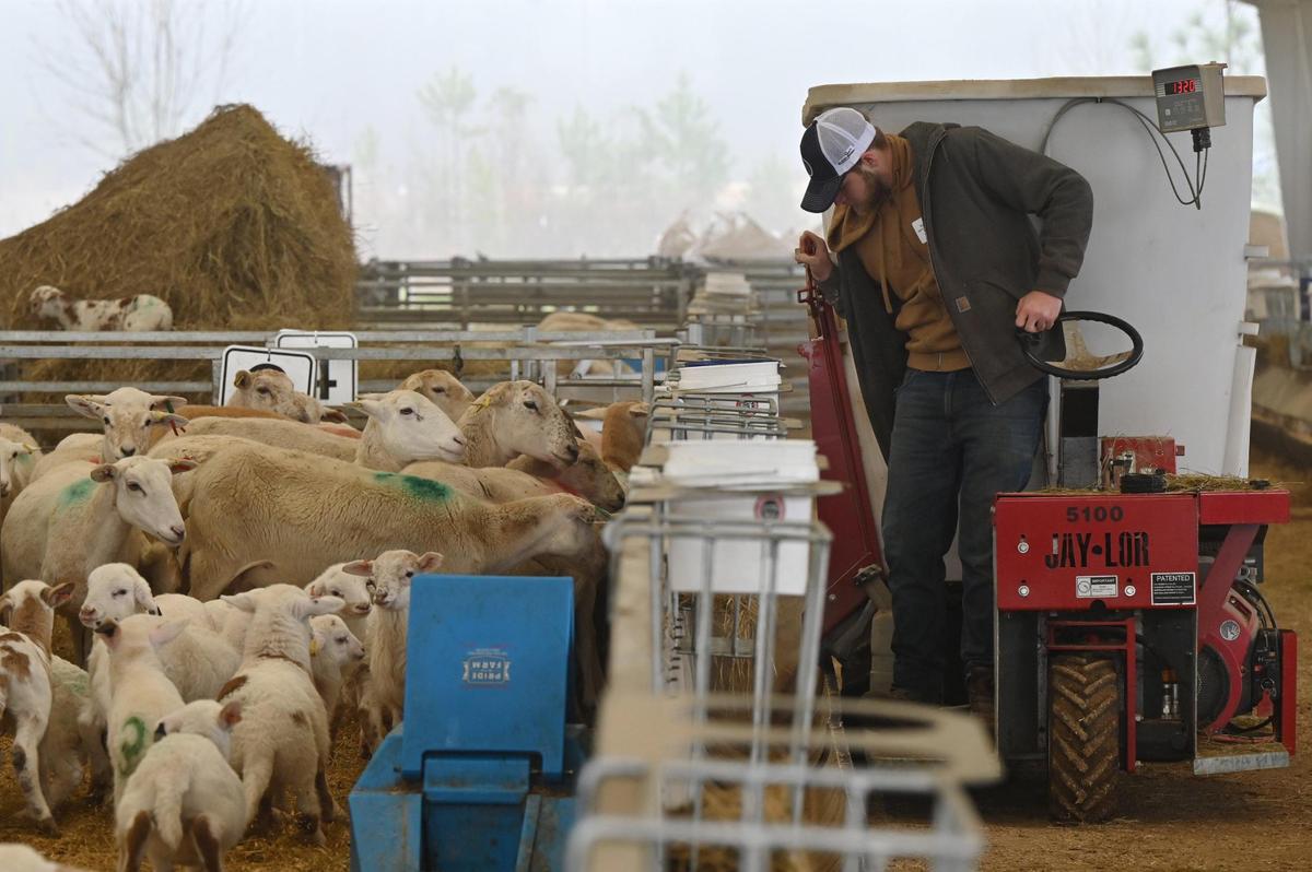 Houston Solar Project ranch hand Buddy Faatz feeds the sheep in the lambing barn on Wednesday, Feb. 12, 2025, at Houston Solar Project in Elko, Georgia. The lambing barn, which finished in late 2023, currently holds hundreds of sheep and lambs, which are monitored, recorded and then released out to the pasture. 