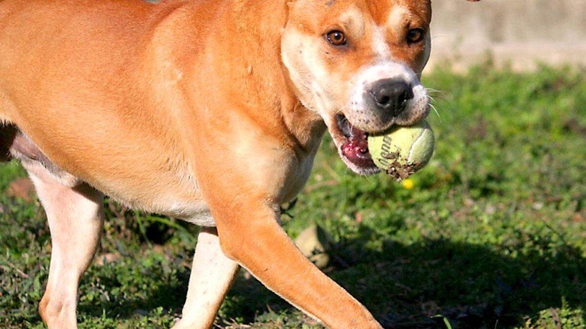 Keaton; 4-5 years old; male; pit bull mix; neutered; needs to be only animal in home; no small children; loves to fetch/play keep-away with toys; All About Animals