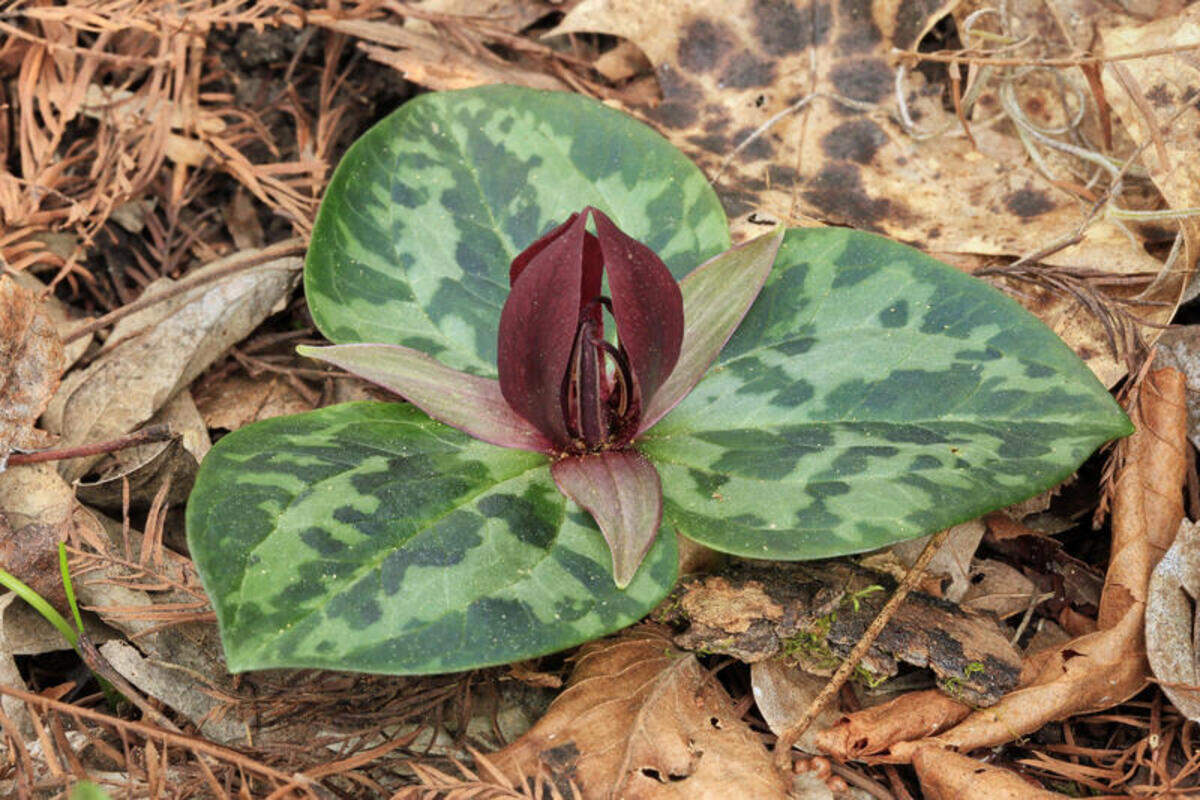 The Ocmulgee Trillium grows in wet, shaded floodplain forests along the Ocmulgee and Oconee river drainages and is threatened by feral hogs, which plow through the forest floor and destroy its habitat.