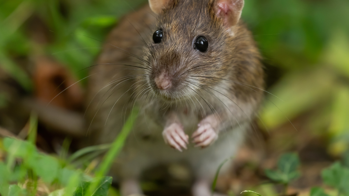 Most rodent infested cities
