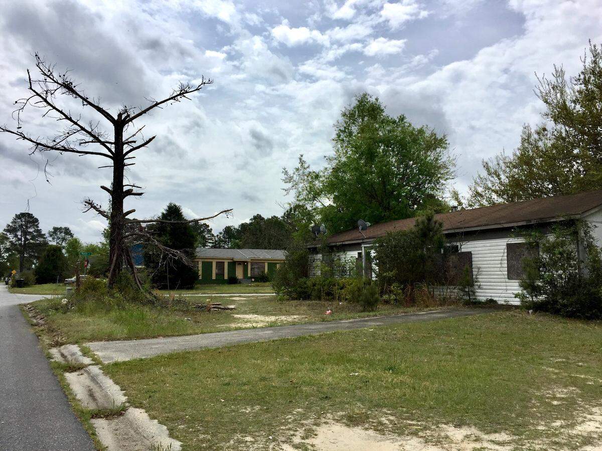 The branches of a dead pine tree in front of a boarded-up house on Kings Park Circle threaten to break at a moment’s notice.
