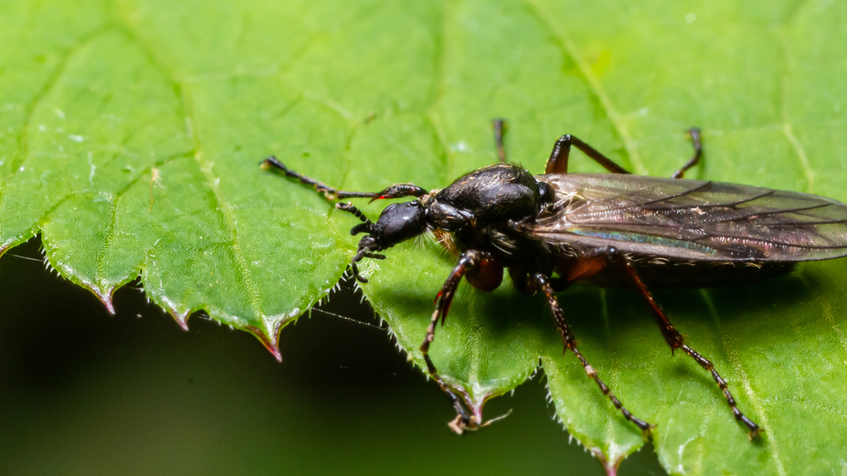 Lovebug mating season is here. Here’s how to keep them off your car and tips to get them gone.