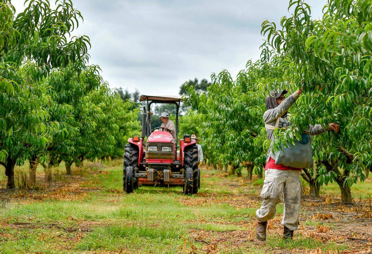 A Dickey Farms worker picks a peach in an ordcard in Byron Monday morning. Dickey along with other Middle Georgia peach farmers sustained a substantail loss in the years crop due to lack of chill hours and a late freeze.