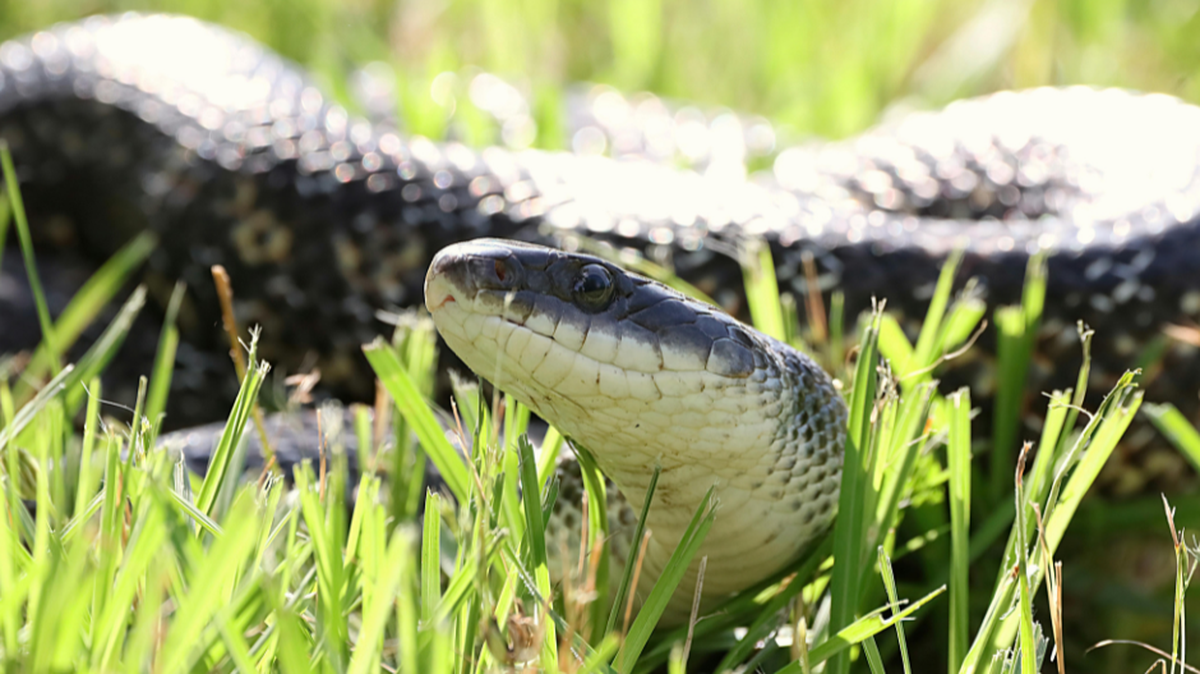 Killing certain snakes is illegal in GA.